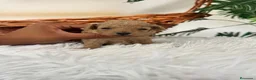 Caniche Toy perros en venta: CANICHE TOY HEMBRA - Anuncio 3