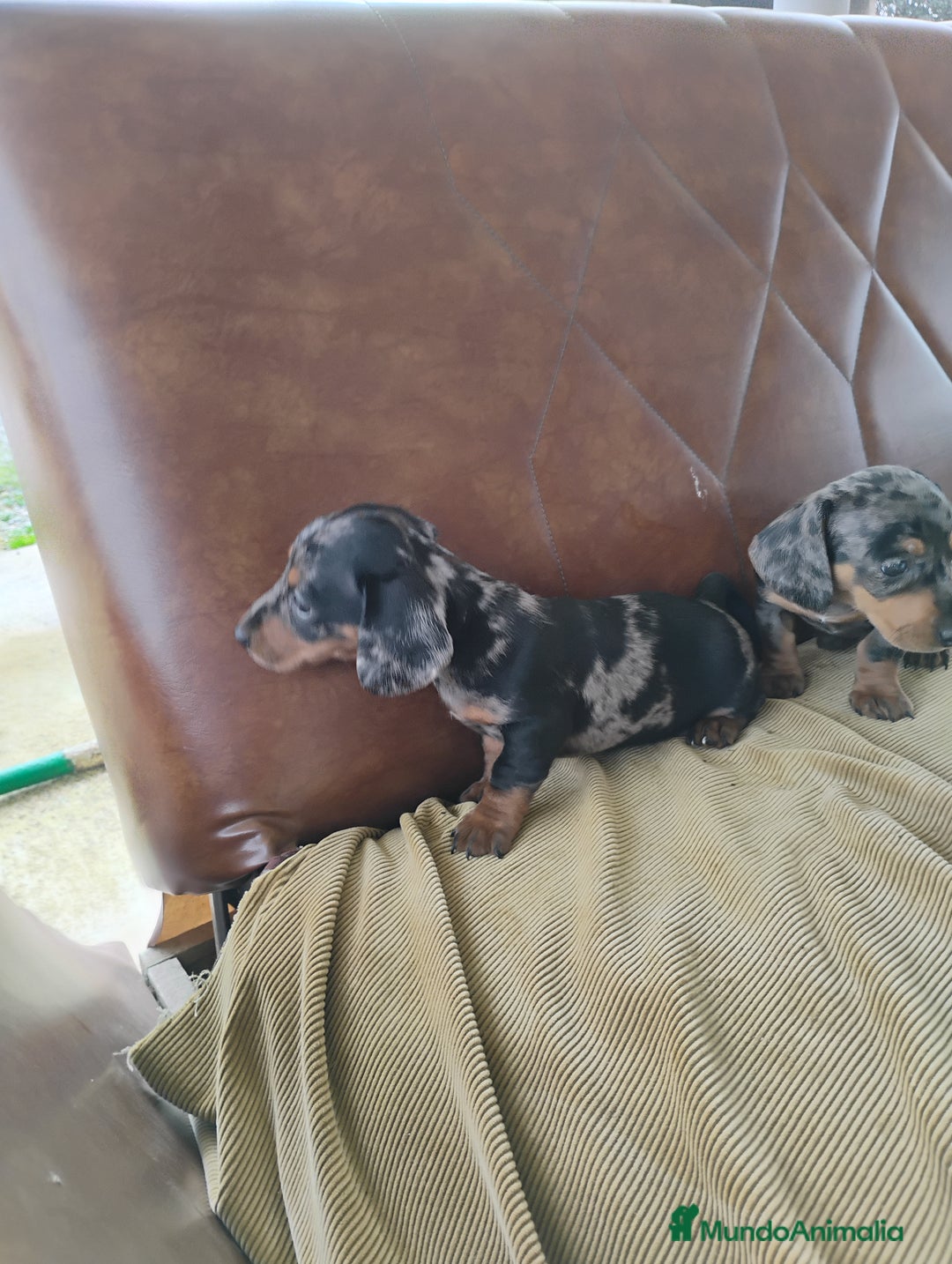 Teckel Miniatura perros en venta: Cachorros teckel miniatura  - Anuncio 3