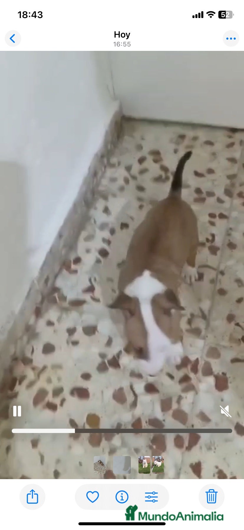 Bull Terrier perros Bull terrier mini medianos y standard 641387649 - Anuncio 3