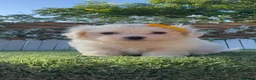 Bichón Maltés perros en venta:  BICHÓN MALTÉS –  COMPAÑERO DE MIRADA DULCE  - Anuncio 6