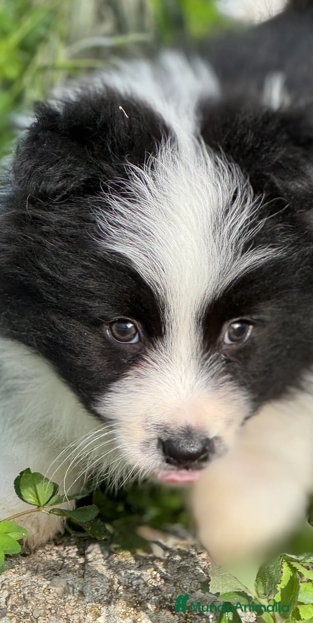 Border Collie perros en venta: 	Border Collie de Alta Competición. Excepcional  - Anuncio 5