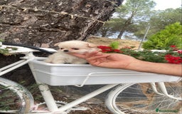 Chihuahua perros en venta: Chihuahua de pelito largo macho  - Imagen 4