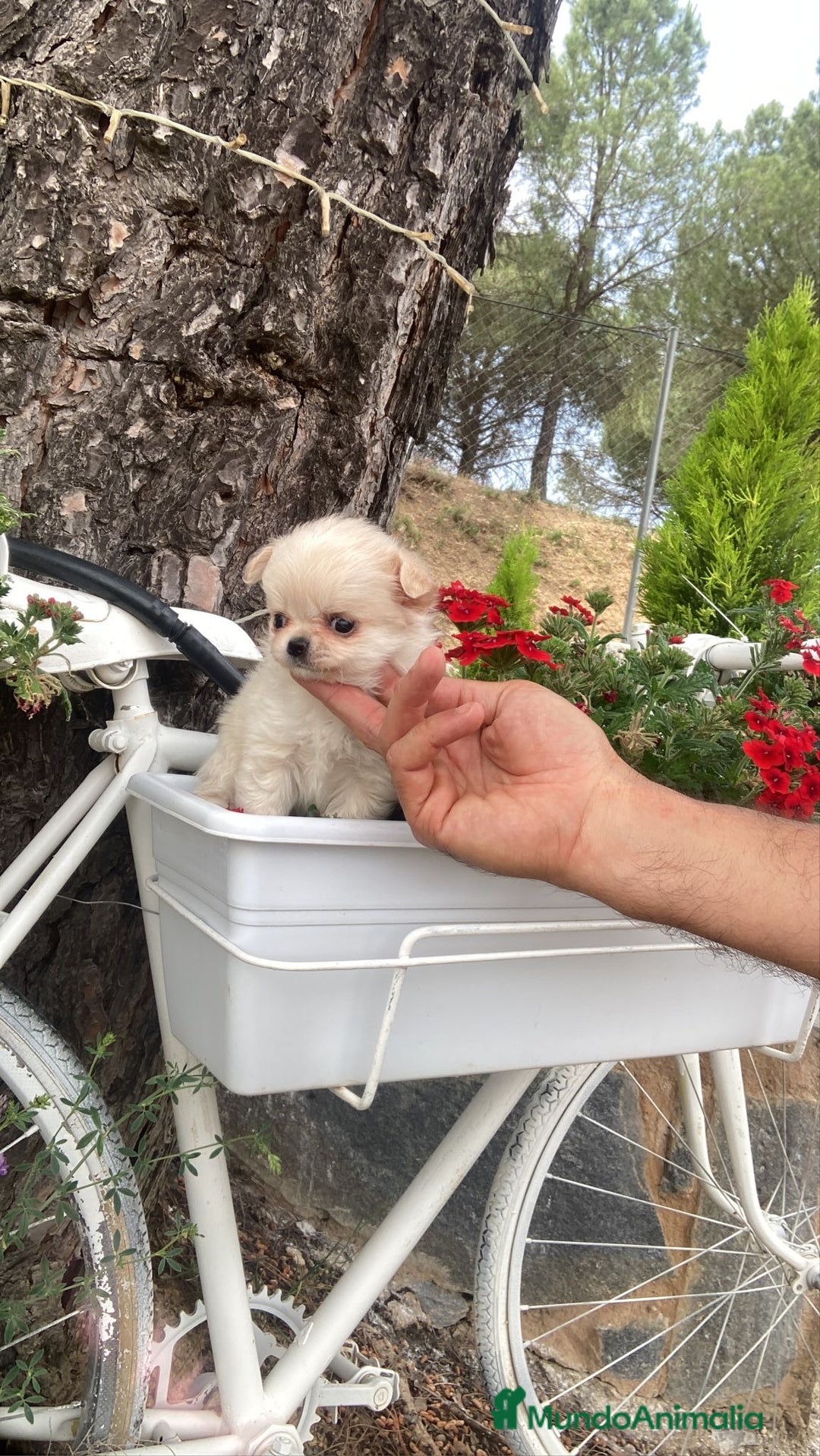 Chihuahua perros en venta: Chihuahua de pelito largo macho  - Imagen 4