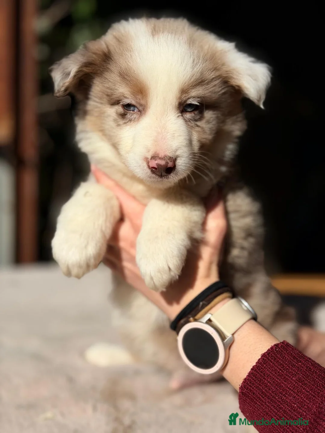 Border Collie perros en venta: BORDER COLLIE MERLÉ - Anuncio 1