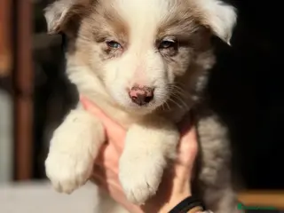 Border Collie perros BORDER COLLIE MERLÉ - Anuncio 1