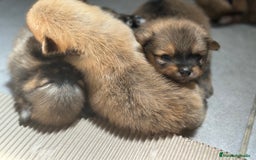 Pomerania perros en venta: POMERANIA MINITOY DISPONIBLES - Imagen 2