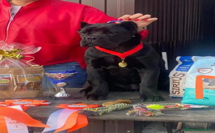 Cane Corso perros - Anuncio 1