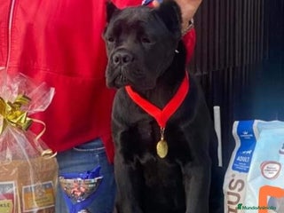 Cane Corso perros - Anuncio 1