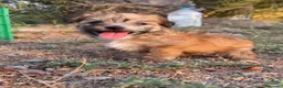 Morkie perros en venta: MORKIE, BICHON MALTÉS X YORKSHIRE  en Murcia - Anuncio 1