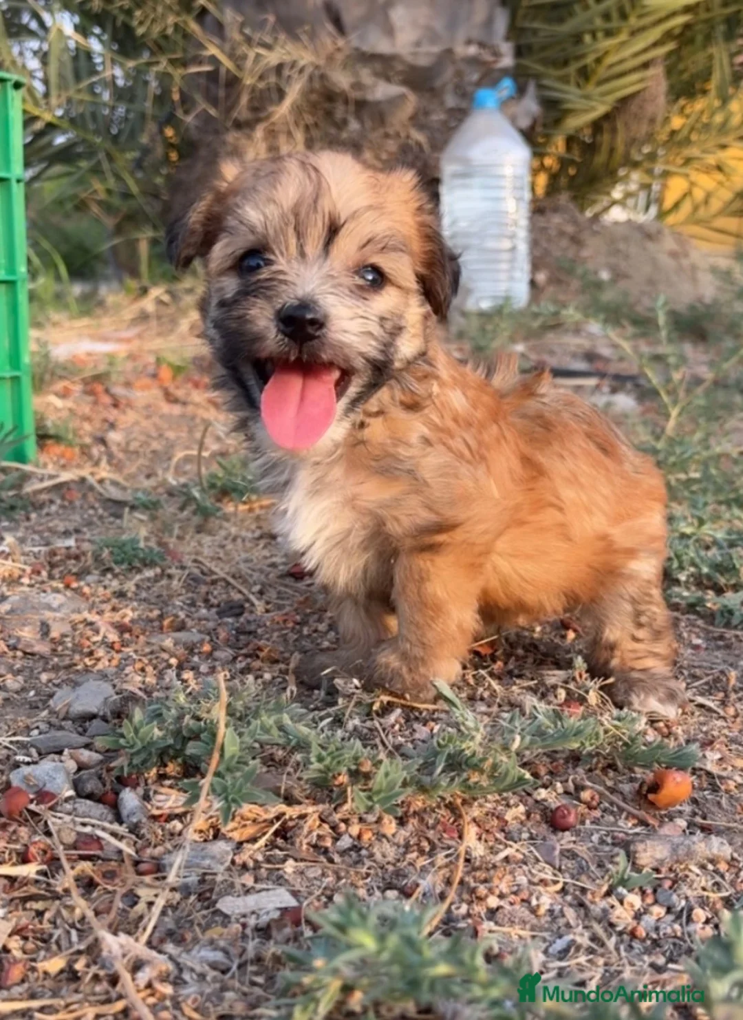 Morkie perros en venta: MORKIE, BICHON MALTÉS X YORKSHIRE  en Murcia - Anuncio 1