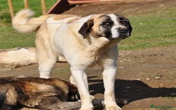 Mastín Español perros en venta: Mastín Español Autoctono Tradicional Ganadero - Imagen 6