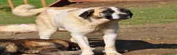 Mastín Español perros en venta: Mastín Español Autoctono Tradicional Ganadero - Anuncio 6