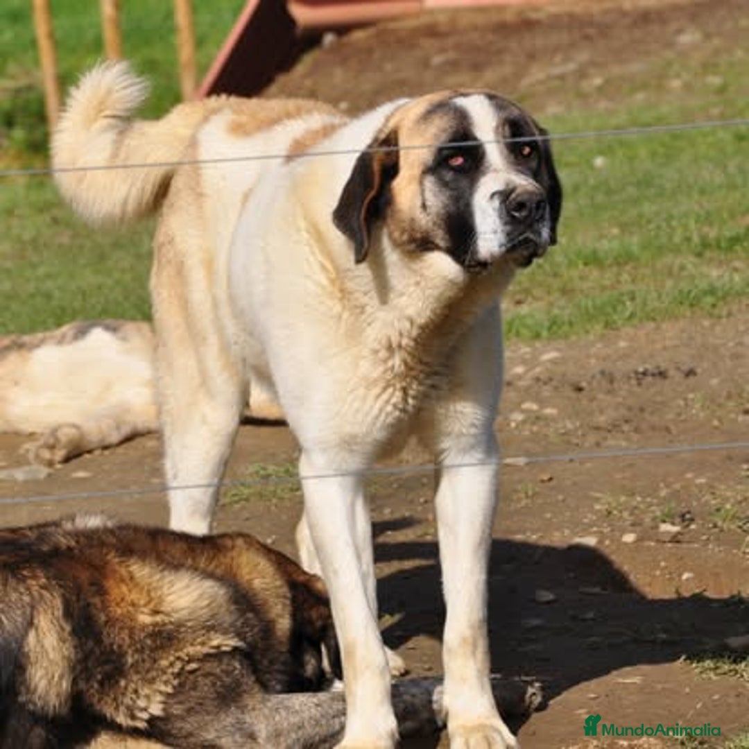 Mastín Español perros en venta: Mastín Español Autoctono Tradicional Ganadero - Imagen 6