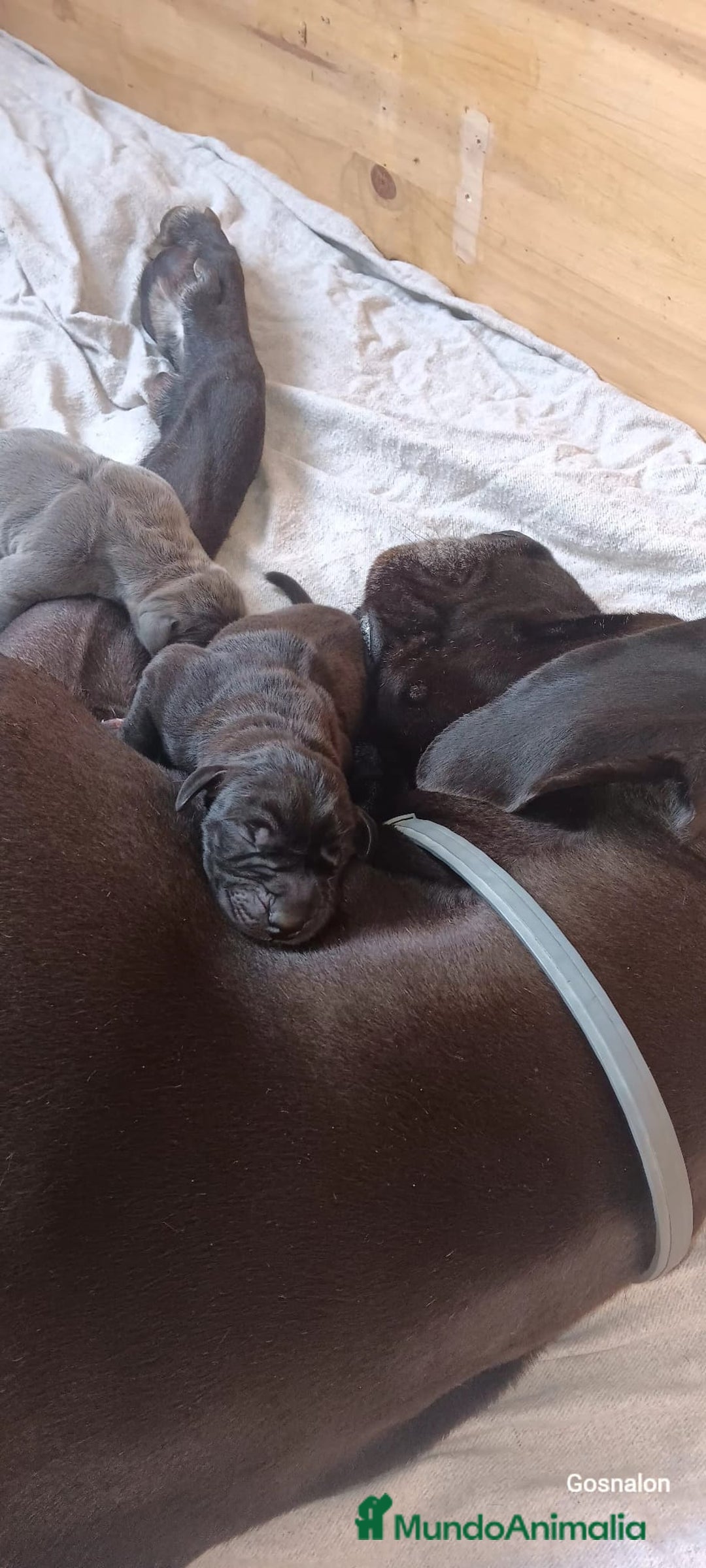 Dogo Alemán perros en venta: Espectacular camada de Dogo Alemán  - Imagen 4