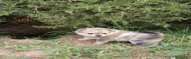 Pomerania Cachorro 3