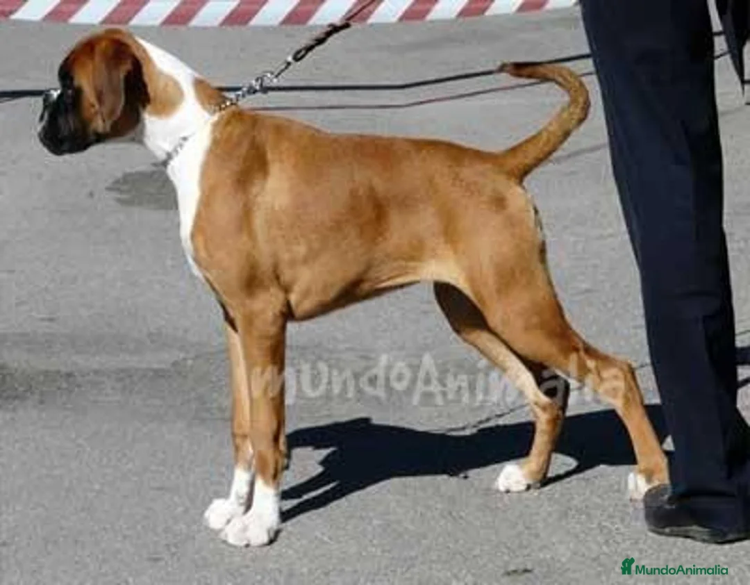 Imagen de galería {{count}}