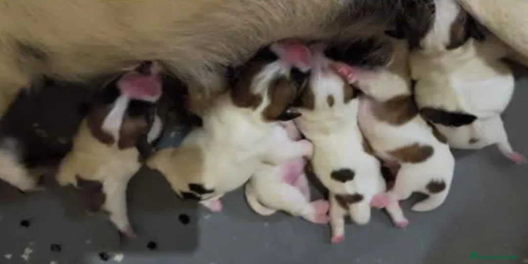 Jack Russell Terrier perros en venta: Cachorros de Jack Russell - Anuncio 2