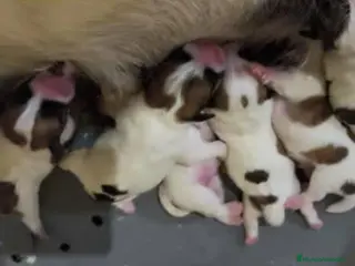 Jack Russell Terrier perros Cachorros de Jack Russell - Anuncio 2