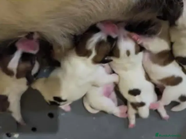 Jack Russell Terrier perros Cachorros de Jack Russell - Anuncio 2