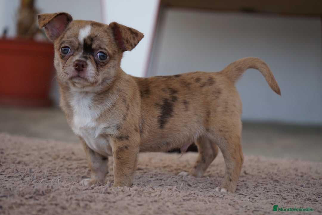 Chihuahua perros en venta: PADDY Y RONDA, DOS CHIHUAHUAS MUY ESPECIALES - Imagen 9