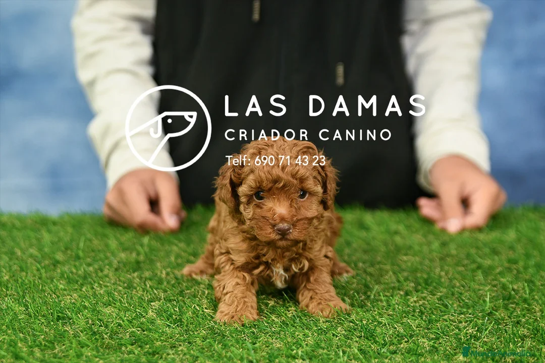 Caniche Toy perros en venta: Caniche toy próxima camada - Anuncio 1
