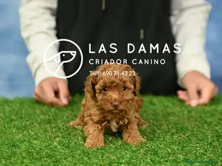 Caniche Toy perros Caniche toy próxima camada - Anuncio 1