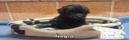 Caniche Toy perros en venta: Caniches Exclusivos de madre chocomerle  - Anuncio 6