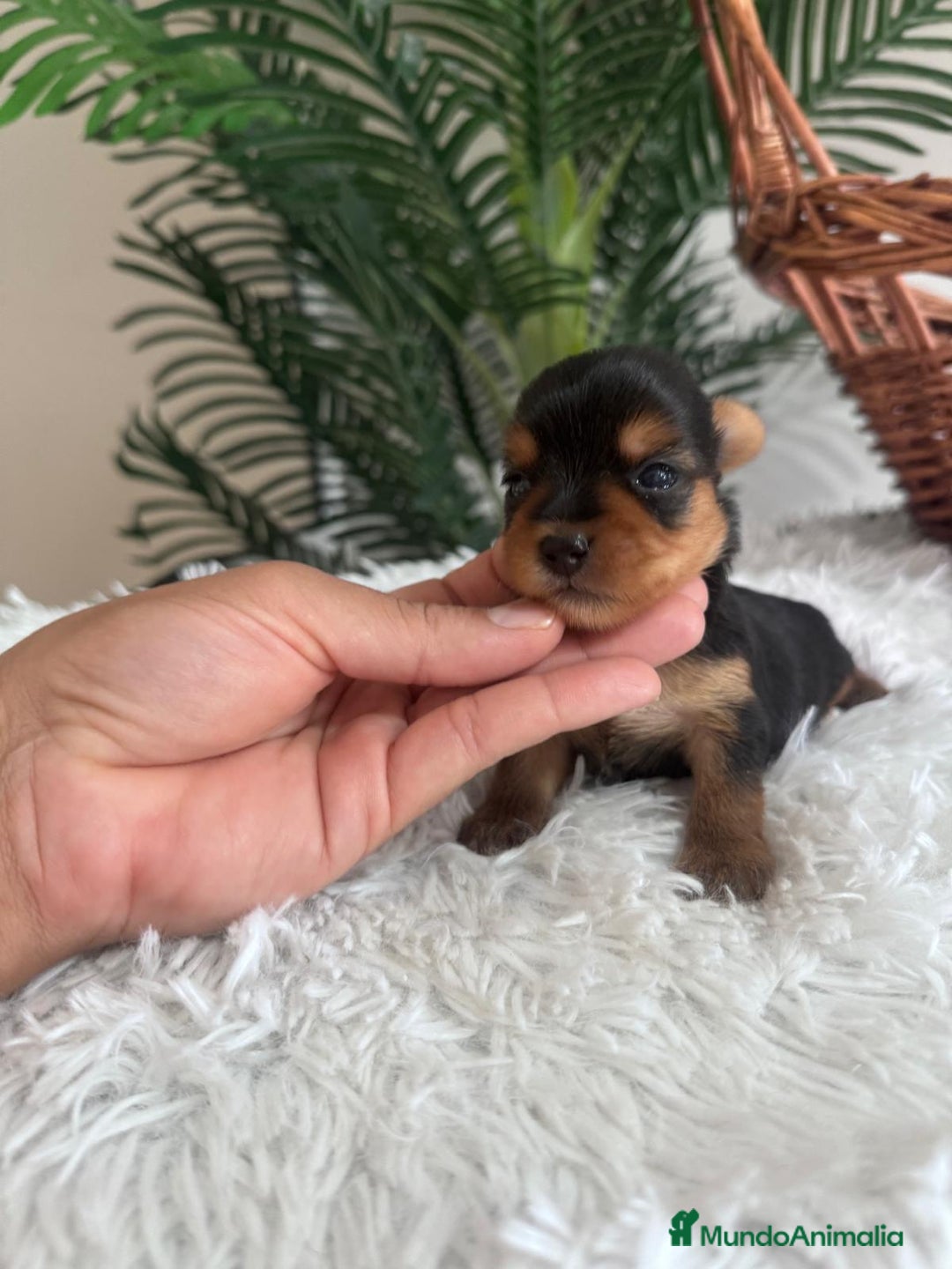 Yorkshire Terrier perros en venta: YORKSHIRE TERRIER - Imagen 5
