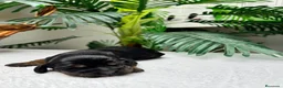 Cocker Spaniel Inglés perros en venta: COCKER SPANIEL INGLES - Anuncio 6