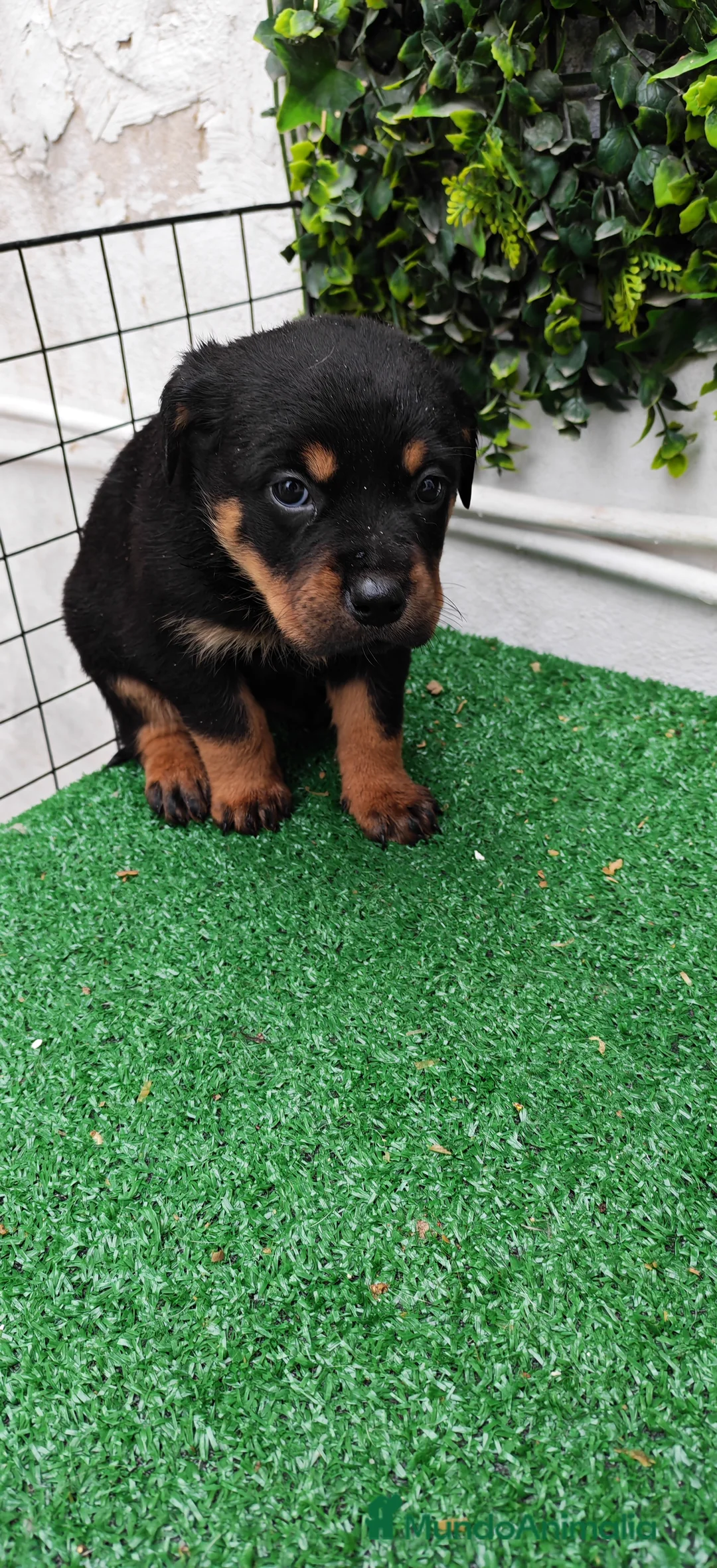 Rottweiler perros en venta: 2 Últimos machos de Rottwailer - Anuncio 2