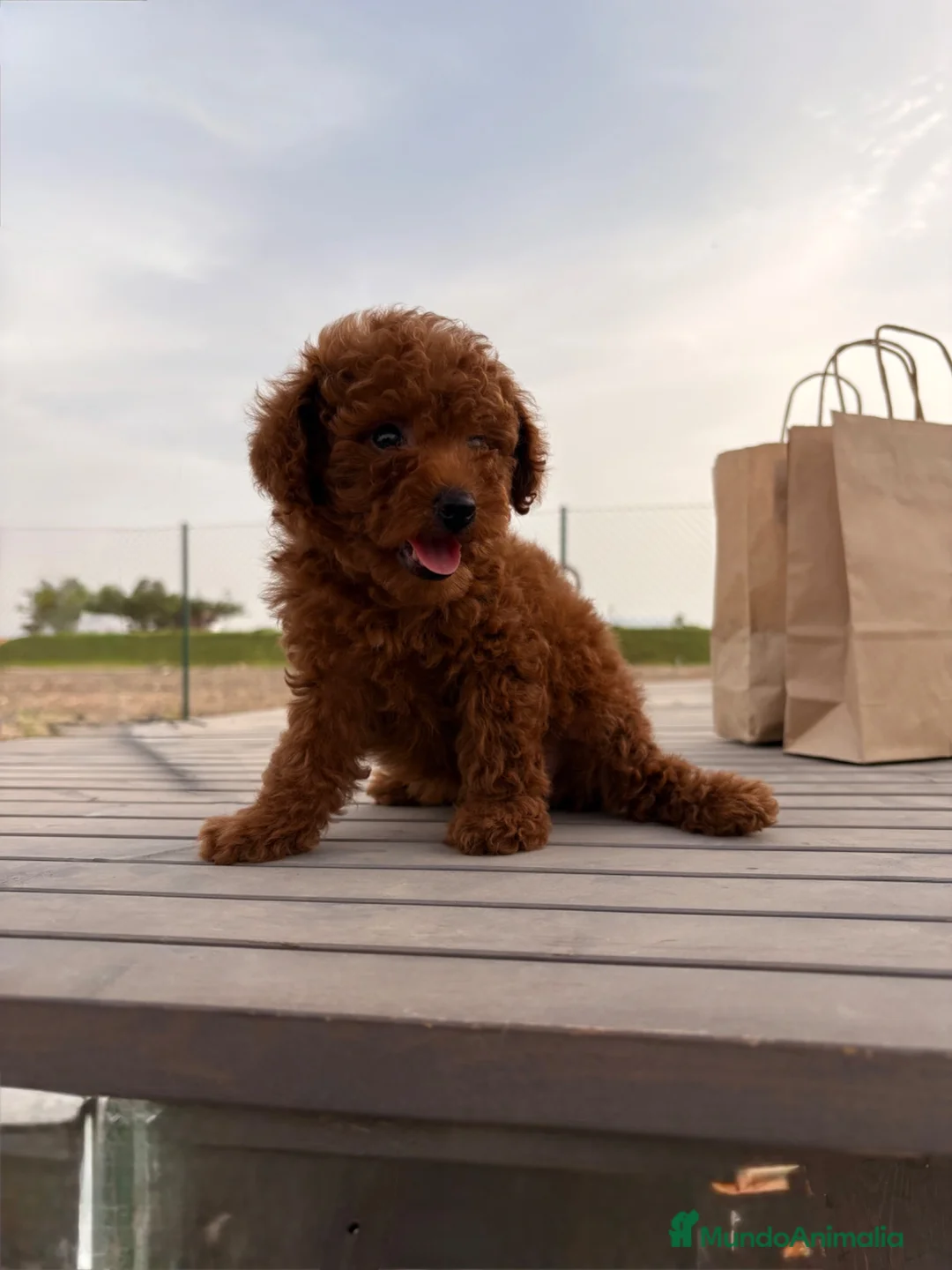 Caniche Toy perros en venta: CANICHE TOY ROJA - Anuncio 2