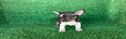 Chihuahua perros en venta: chihuahua - Anuncio 7