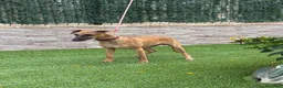Whippet perros en venta: Galgo whippet  - Anuncio 4