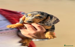 Teckel Miniatura perros en venta: Teckel miniatura Arlequín  - Imagen 7