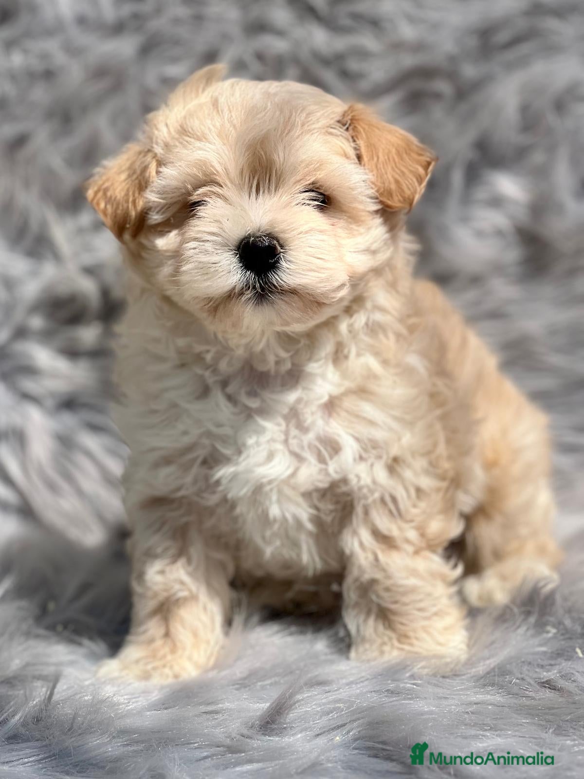 Maltipoo perros MALTIPOO TOY DISPONIBLES en Barcelona - Anuncio 27