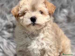 Maltipoo perros MALTIPOO TOY DISPONIBLES en Barcelona - Anuncio 39