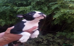 Boston Terrier perros en venta: BOSTON. CALIDAD Y SELECCIÓN  - Imagen 3