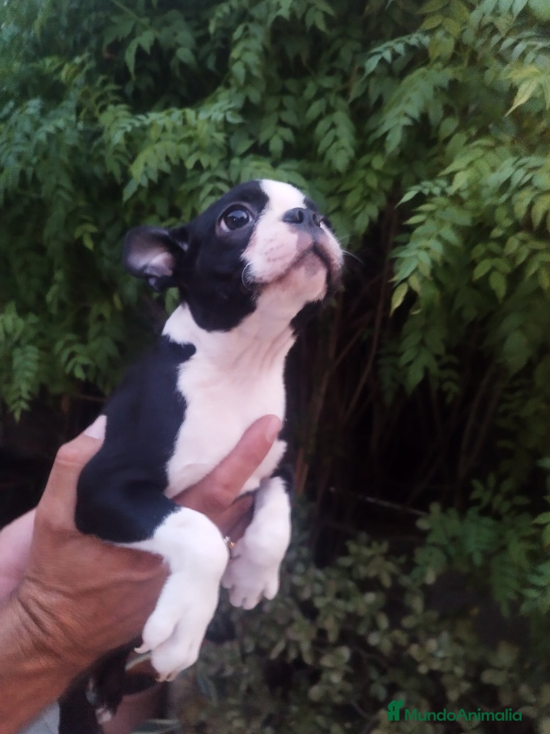 Boston Terrier perros en venta: BOSTON. CALIDAD Y SELECCIÓN  - Imagen 3