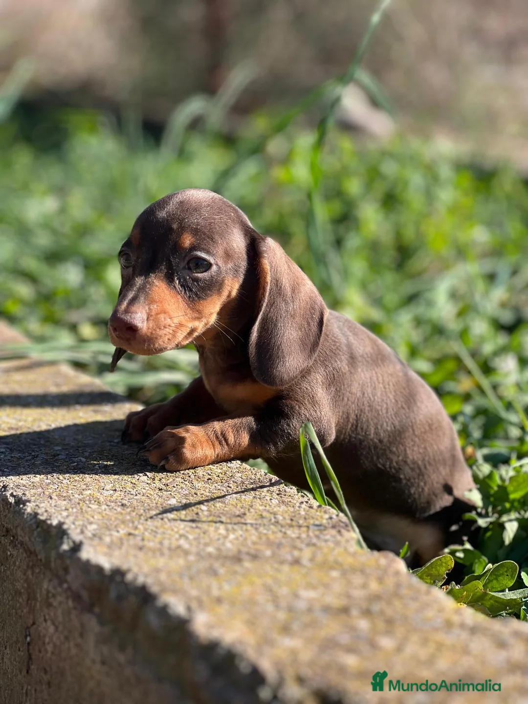 Teckel Miniatura perros en venta: TECKEL CHOCOLATE MINIATURA en Barcelona - Anuncio 2