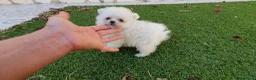Pomerania perros en venta: Pomerania Toy Top  - Anuncio 17