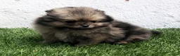 Pomerania perros en venta: Pomerania - Anuncio 19