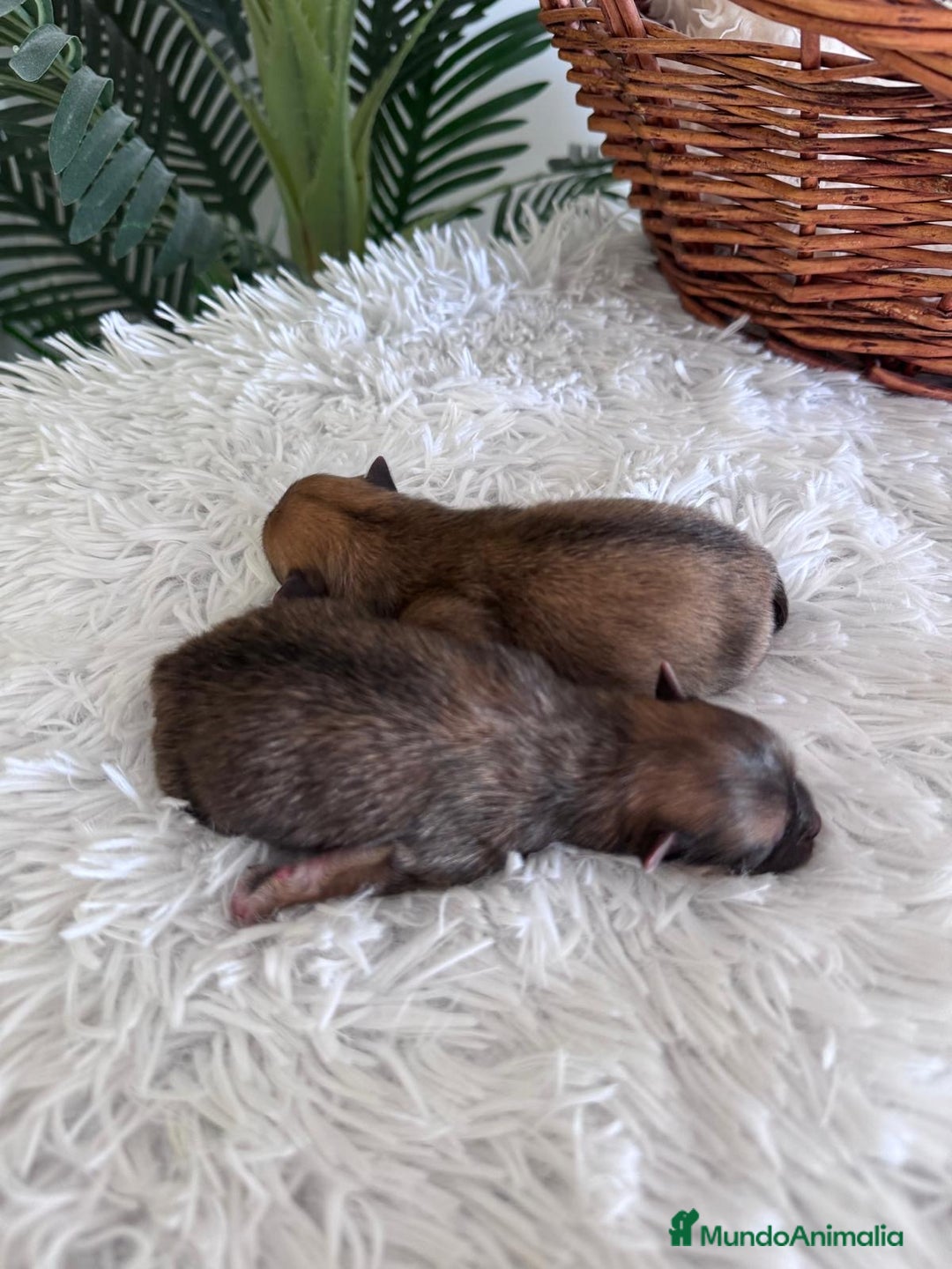 Pomerania perros en venta: POMERANIA MACHO - Imagen 2