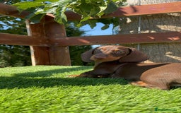 Teckel perros en venta: TECKEL MINIATURA HEMBRA - Imagen 19