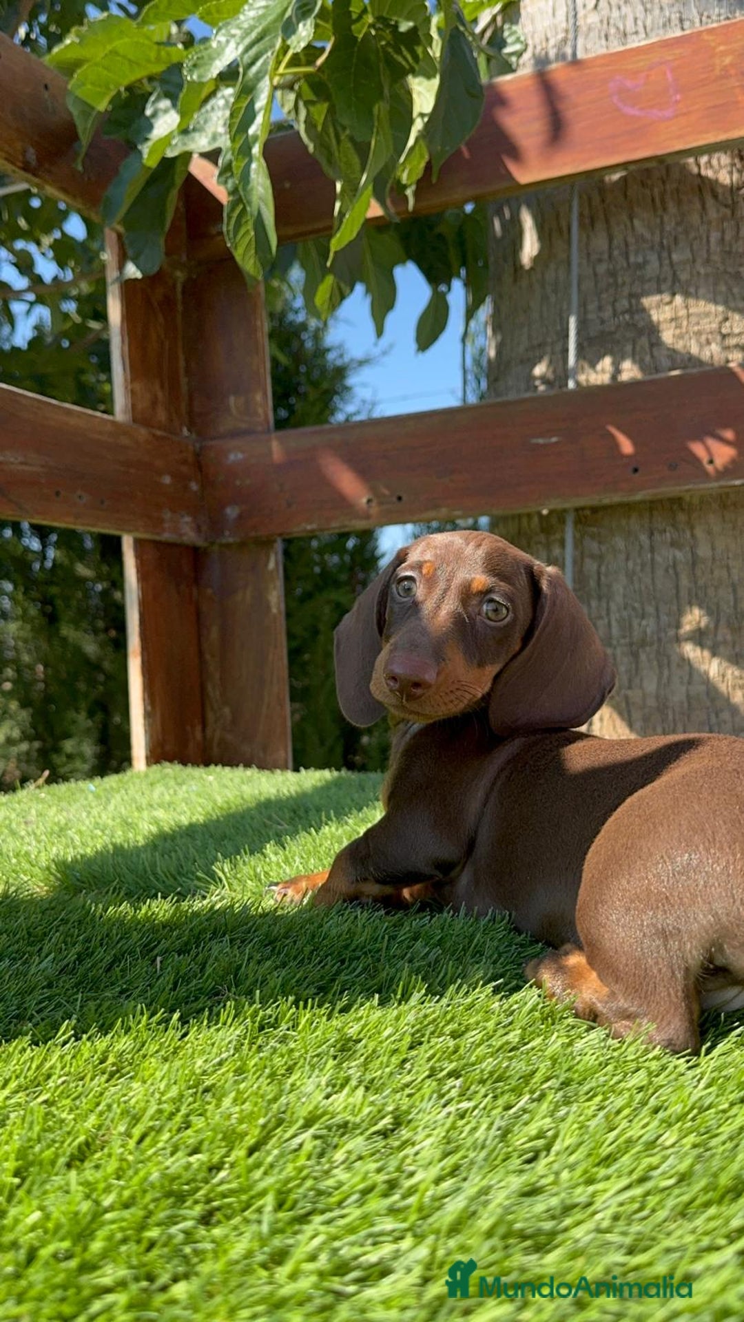 Teckel perros en venta: TECKEL MINIATURA HEMBRA - Imagen 19