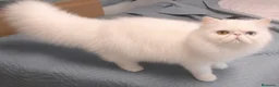Persa gatos en venta: Hembra persa 2 meses - Anuncio 3
