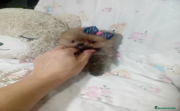 Pomerania perros - Anuncio 2