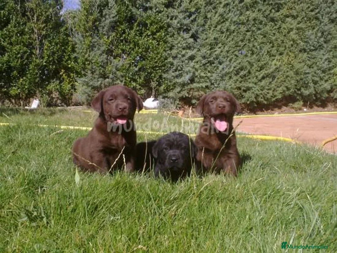 Imagen de galería {{count}}