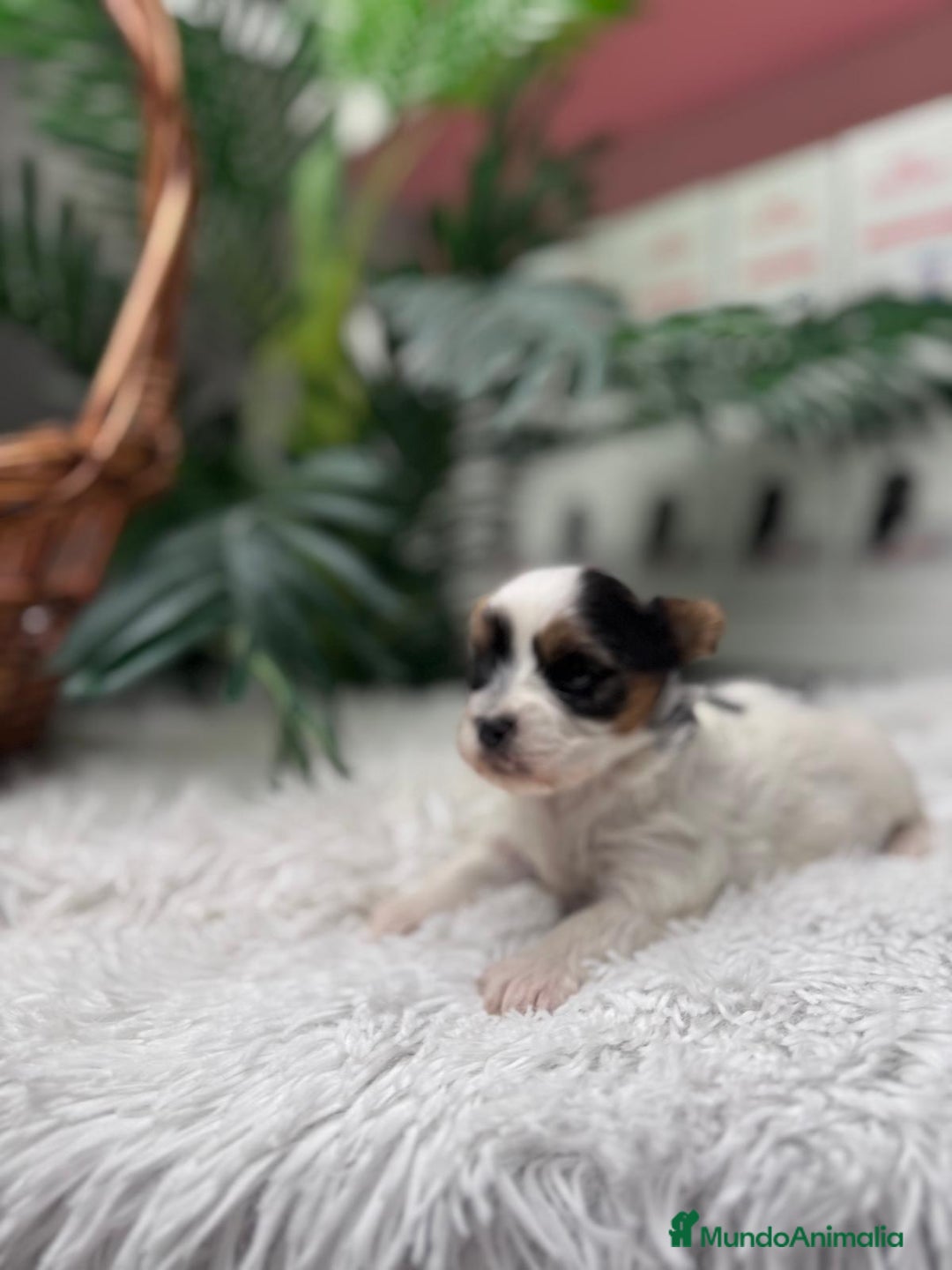 Yorkshire Terrier perros en venta: YORKSHIRE BIEWER - Anuncio 8