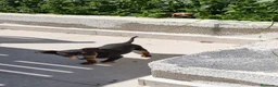 Pinscher Miniatura perros en venta: Mini pinscher  - Anuncio 2