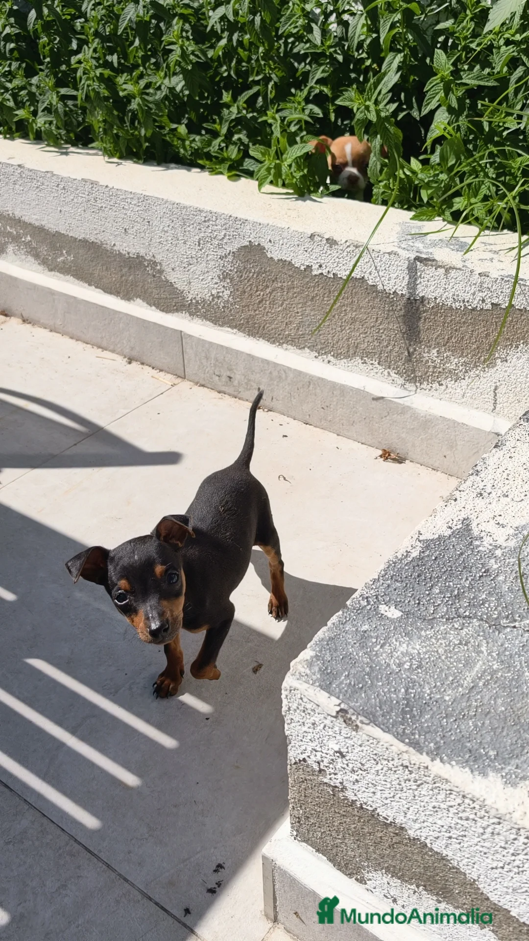 Pinscher Miniatura perros en venta: Mini pinscher  - Anuncio 2
